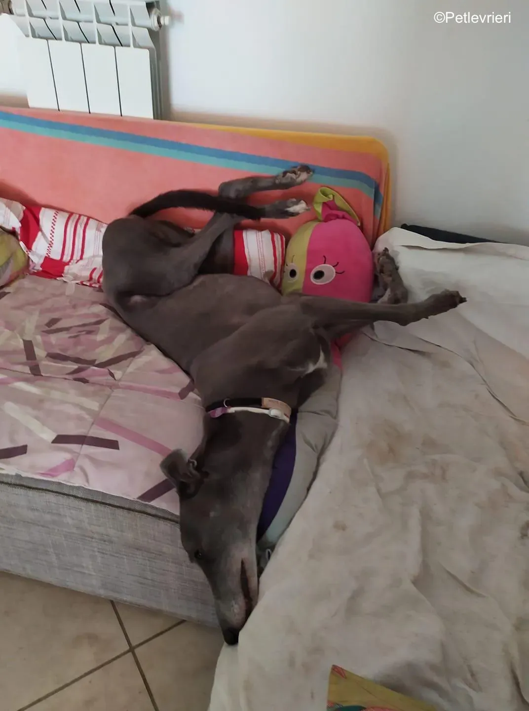 Holy Sen greyhound macao 5