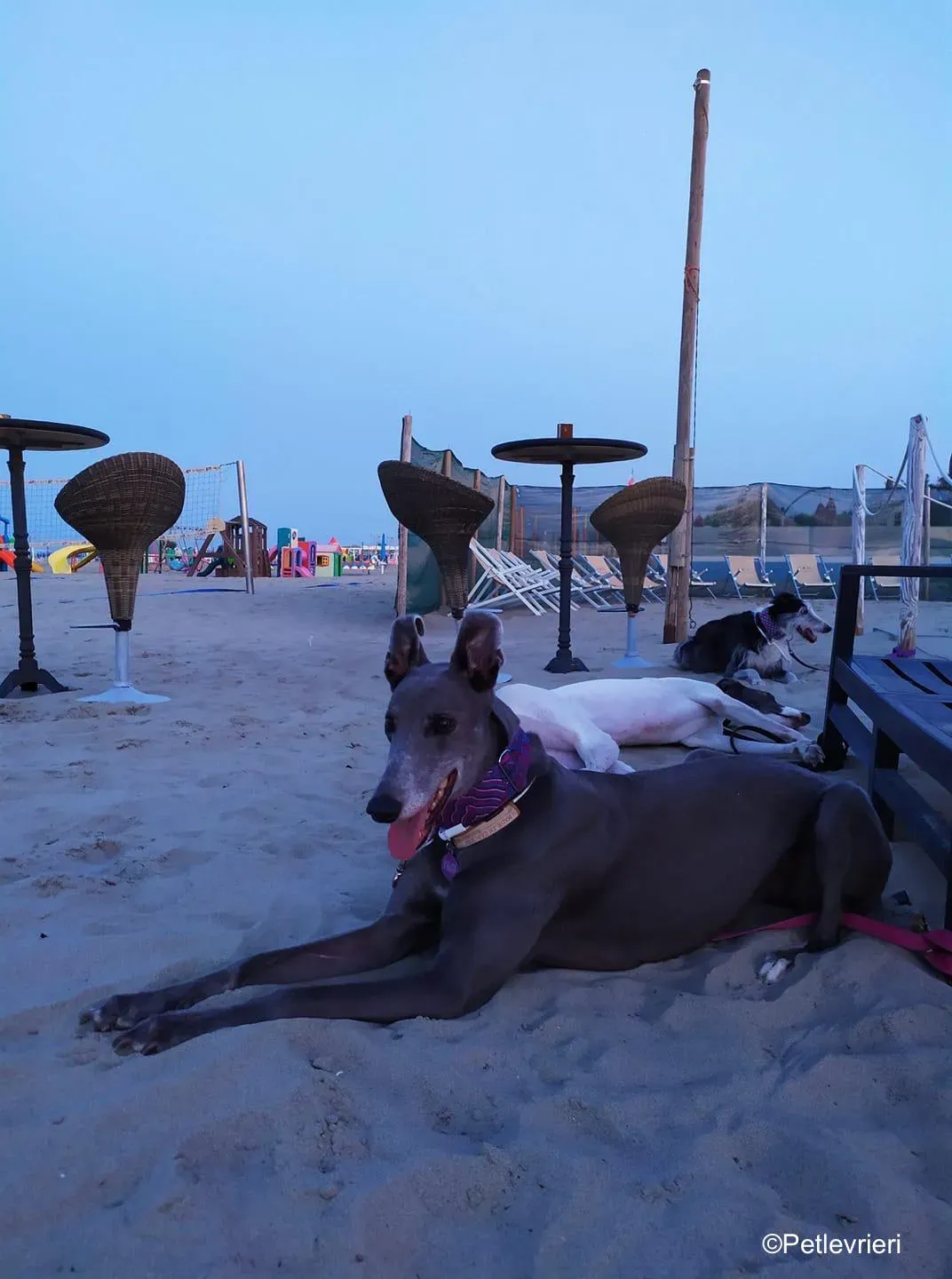 Holy Sen greyhound macao 6