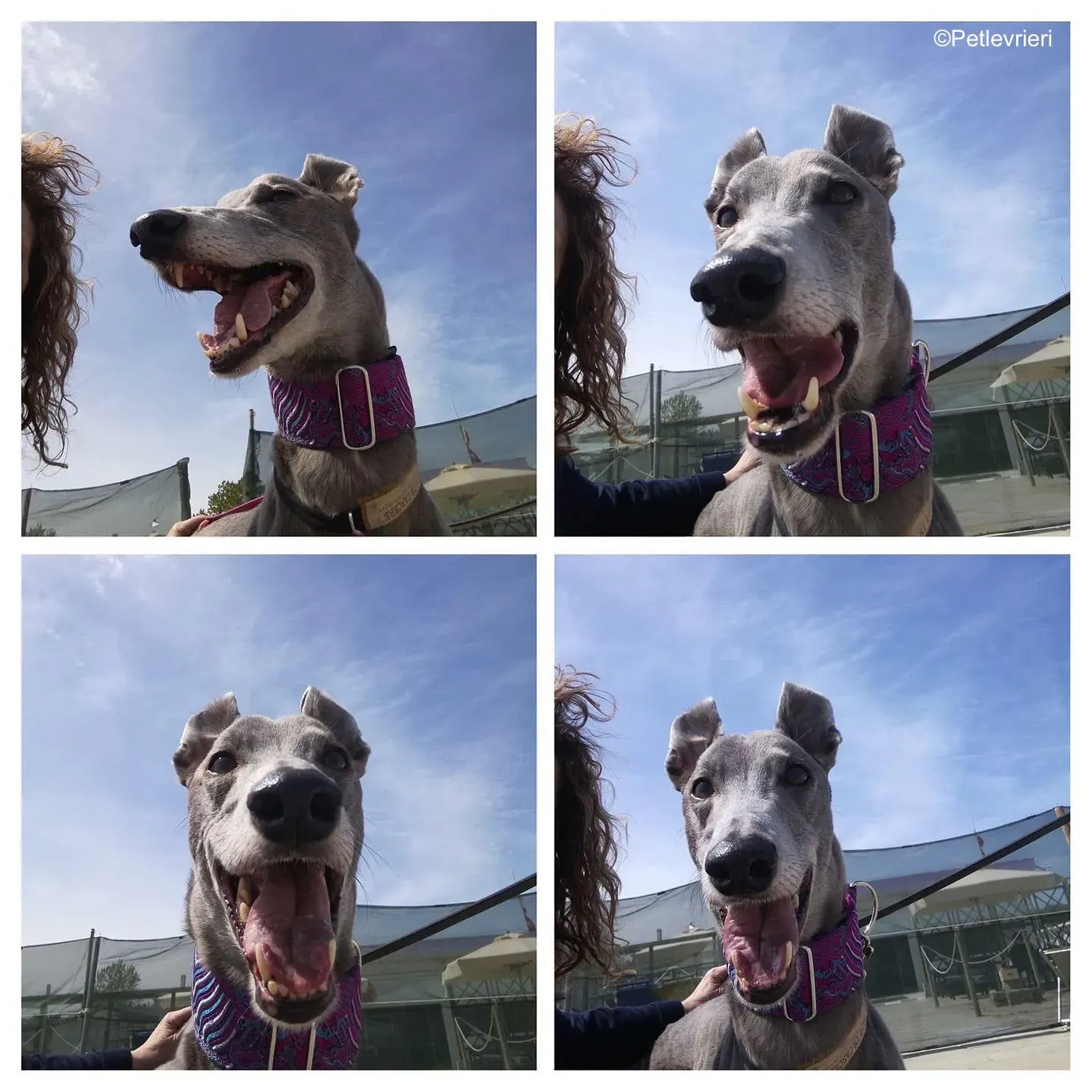 Holy Sen greyhound macao 7