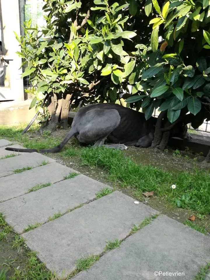 Holy Sen greyhound macao 8