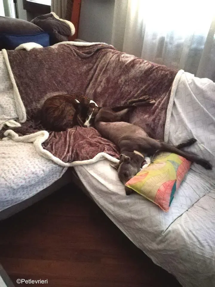 Holy Sen greyhound macao 9