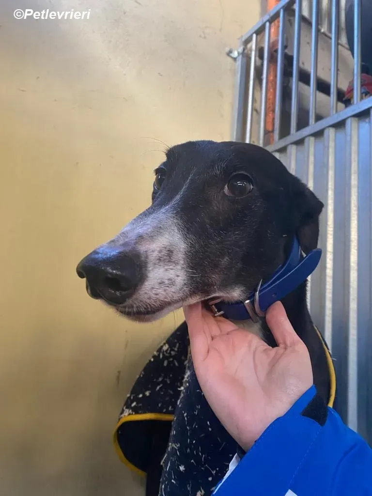 Homer adozione levrieri greyhound 1