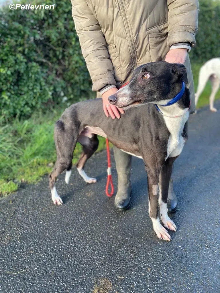 Homer adozione levrieri greyhound 10