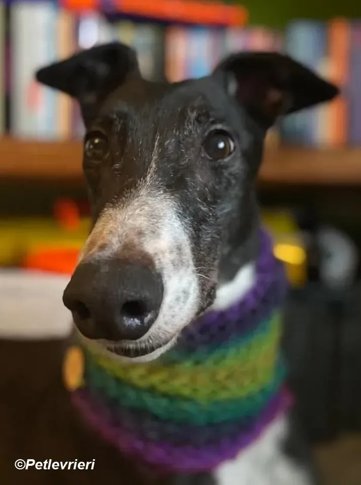 Homer adozione levrieri greyhound 12