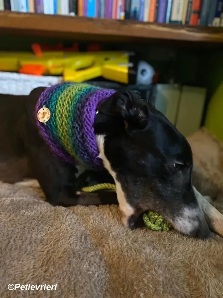 Homer adozione levrieri greyhound 13