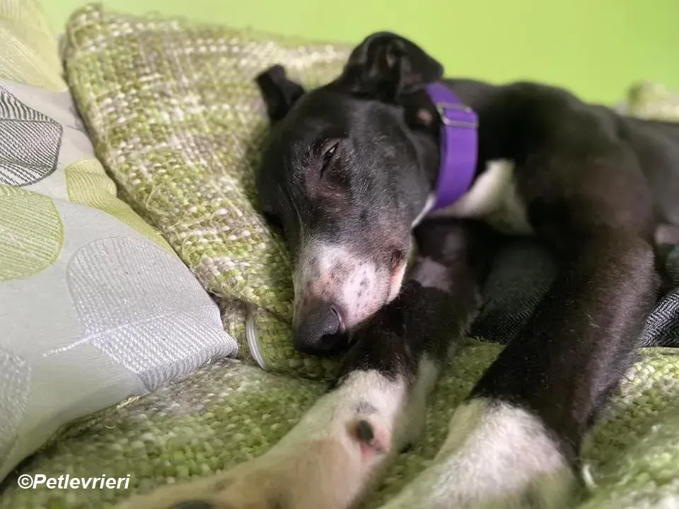 Homer adozione levrieri greyhound 14