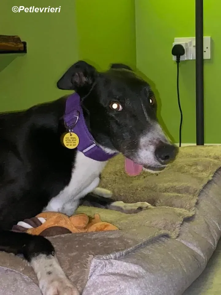 Homer adozione levrieri greyhound 16 1