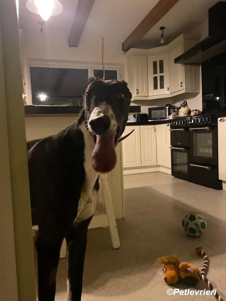 Homer adozione levrieri greyhound 17