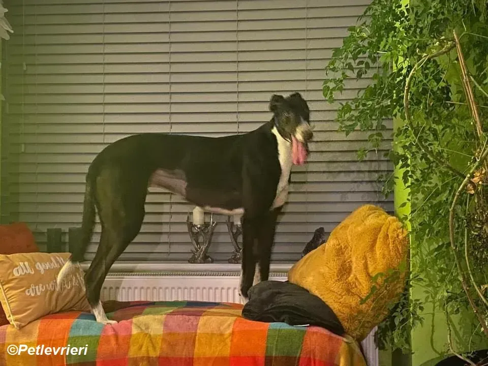 Homer adozione levrieri greyhound 18