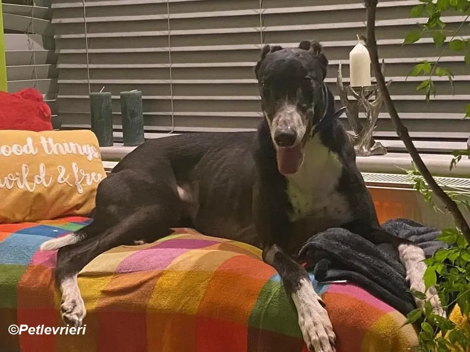 Homer adozione levrieri greyhound 19