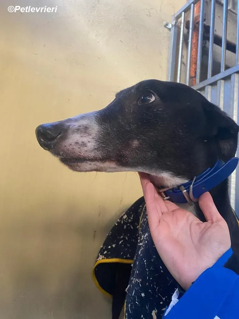 Homer adozione levrieri greyhound 2