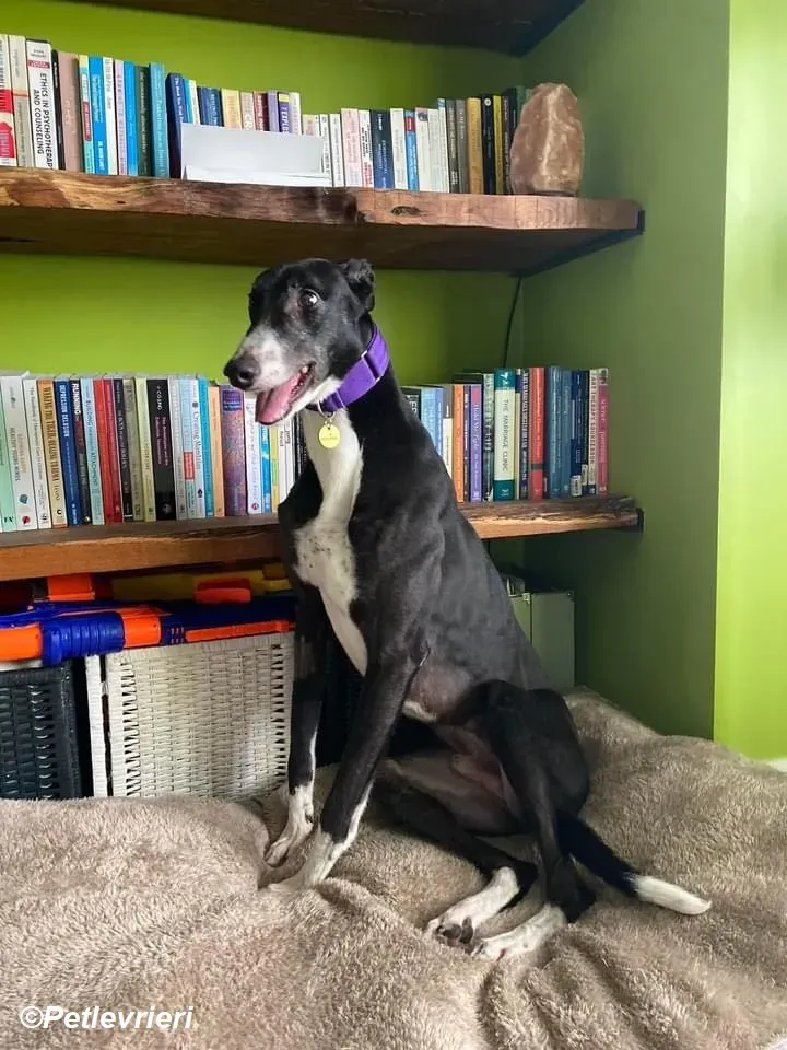 Homer adozione levrieri greyhound 21
