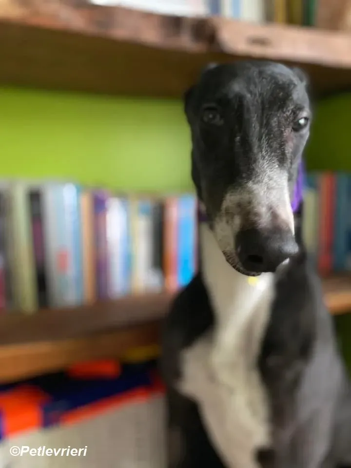Homer adozione levrieri greyhound 22