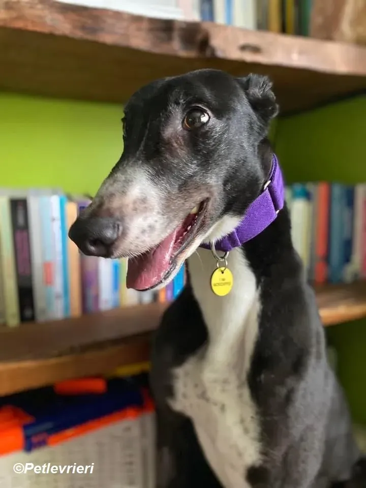 Homer adozione levrieri greyhound 23