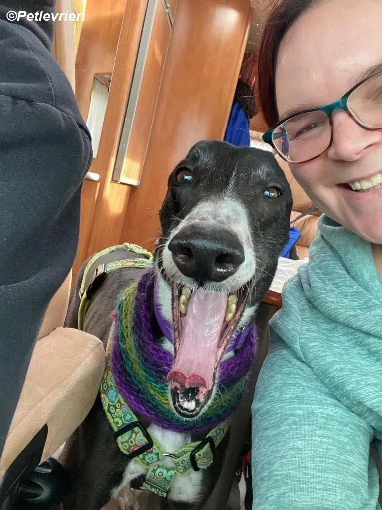 Homer adozione levrieri greyhound 24