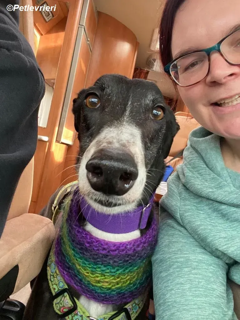 Homer adozione levrieri greyhound 25