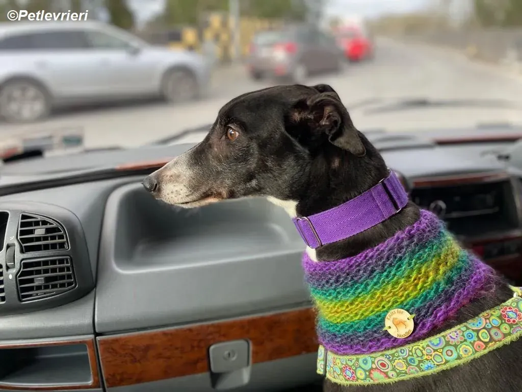 Homer adozione levrieri greyhound 26