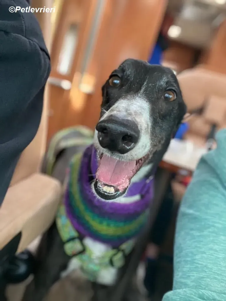 Homer adozione levrieri greyhound 27