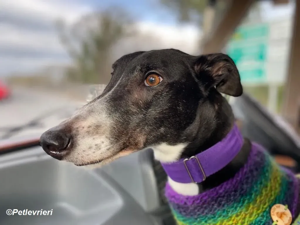 Homer adozione levrieri greyhound 28