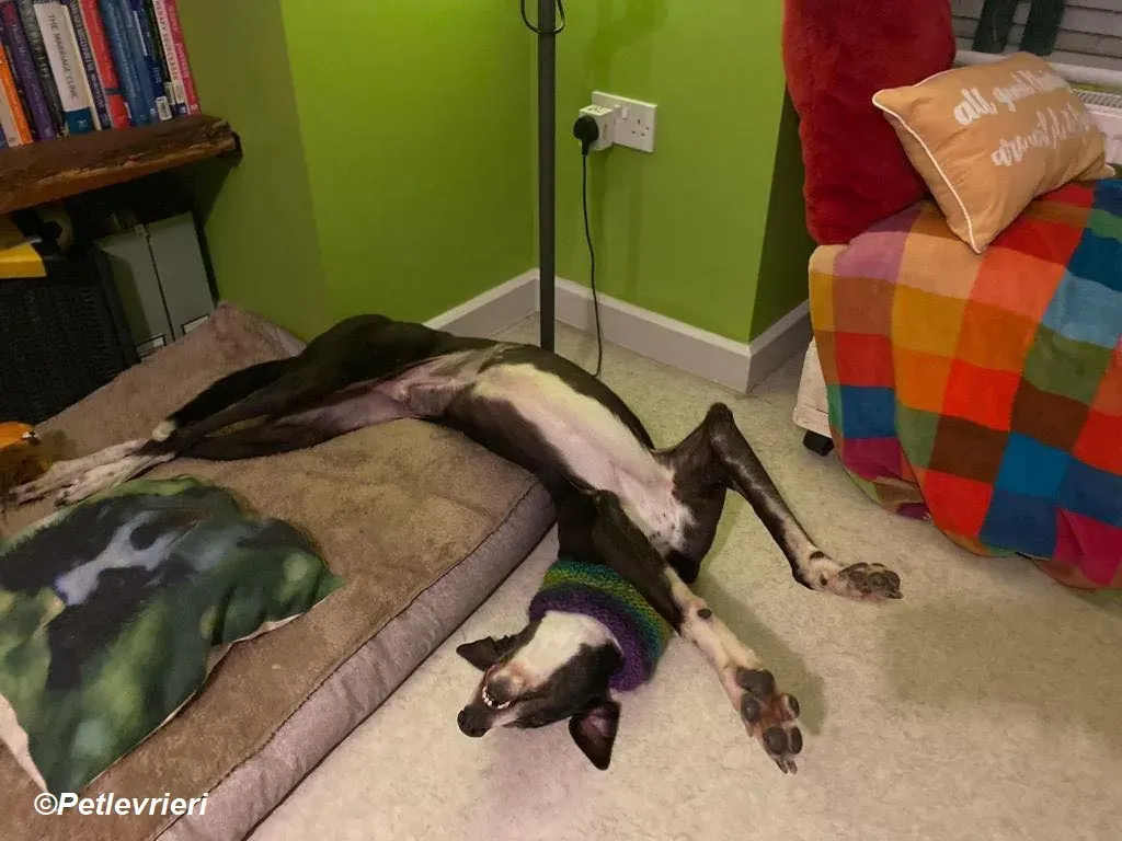 Homer adozione levrieri greyhound 29