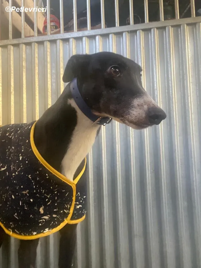 Homer adozione levrieri greyhound 3