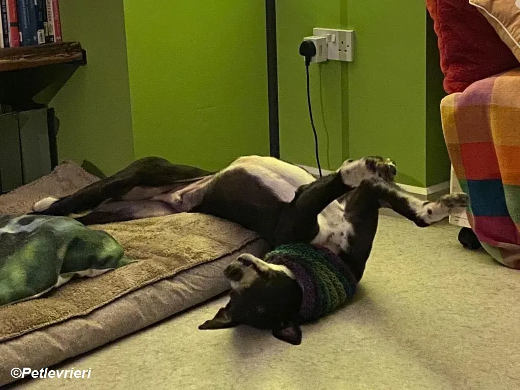 Homer adozione levrieri greyhound 30