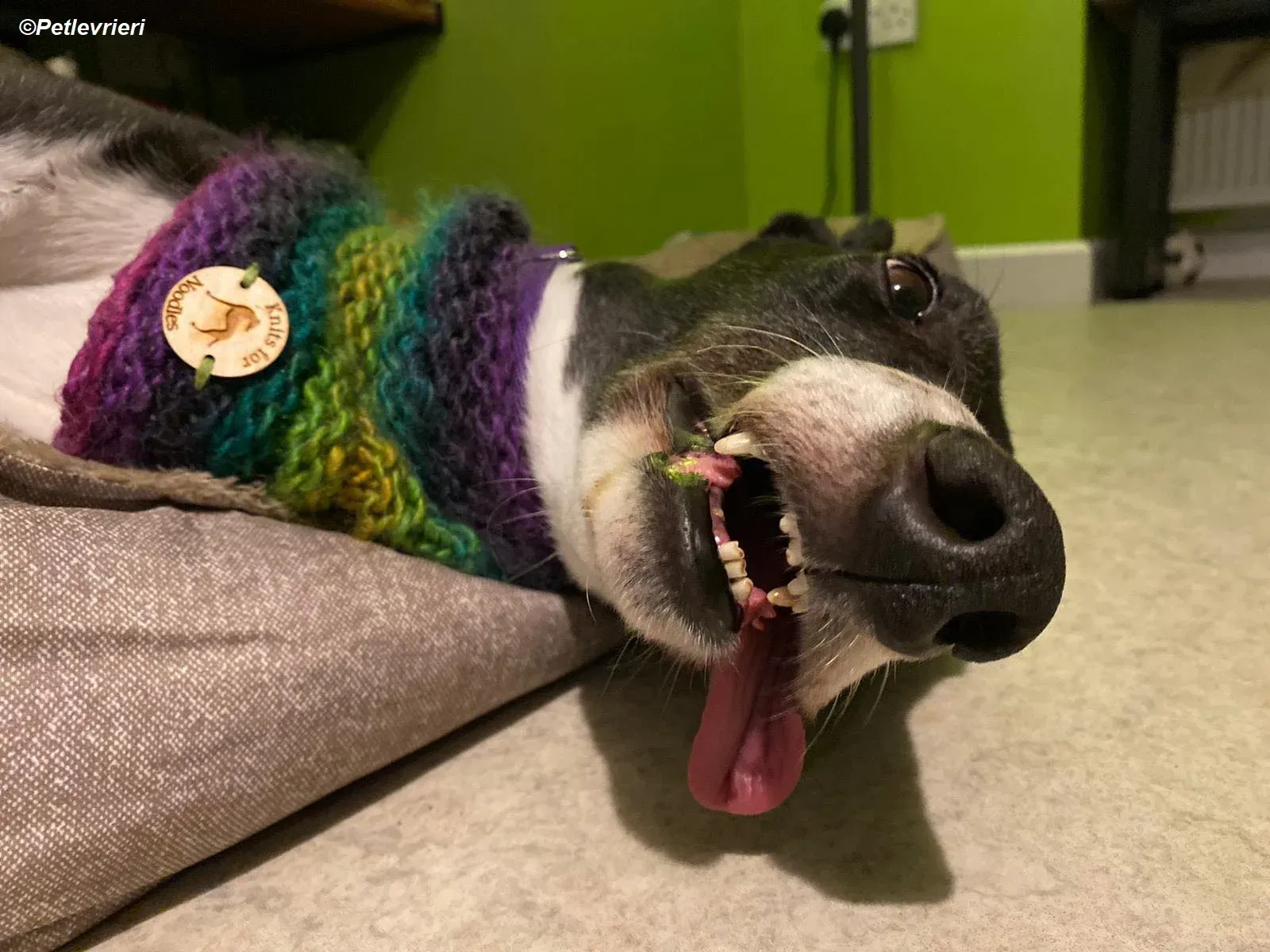 Homer adozione levrieri greyhound 32