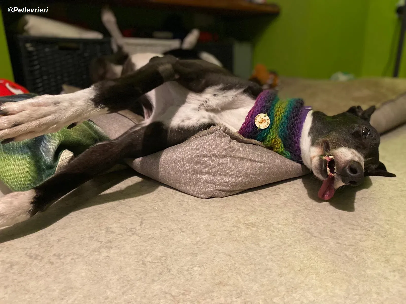 Homer adozione levrieri greyhound 33