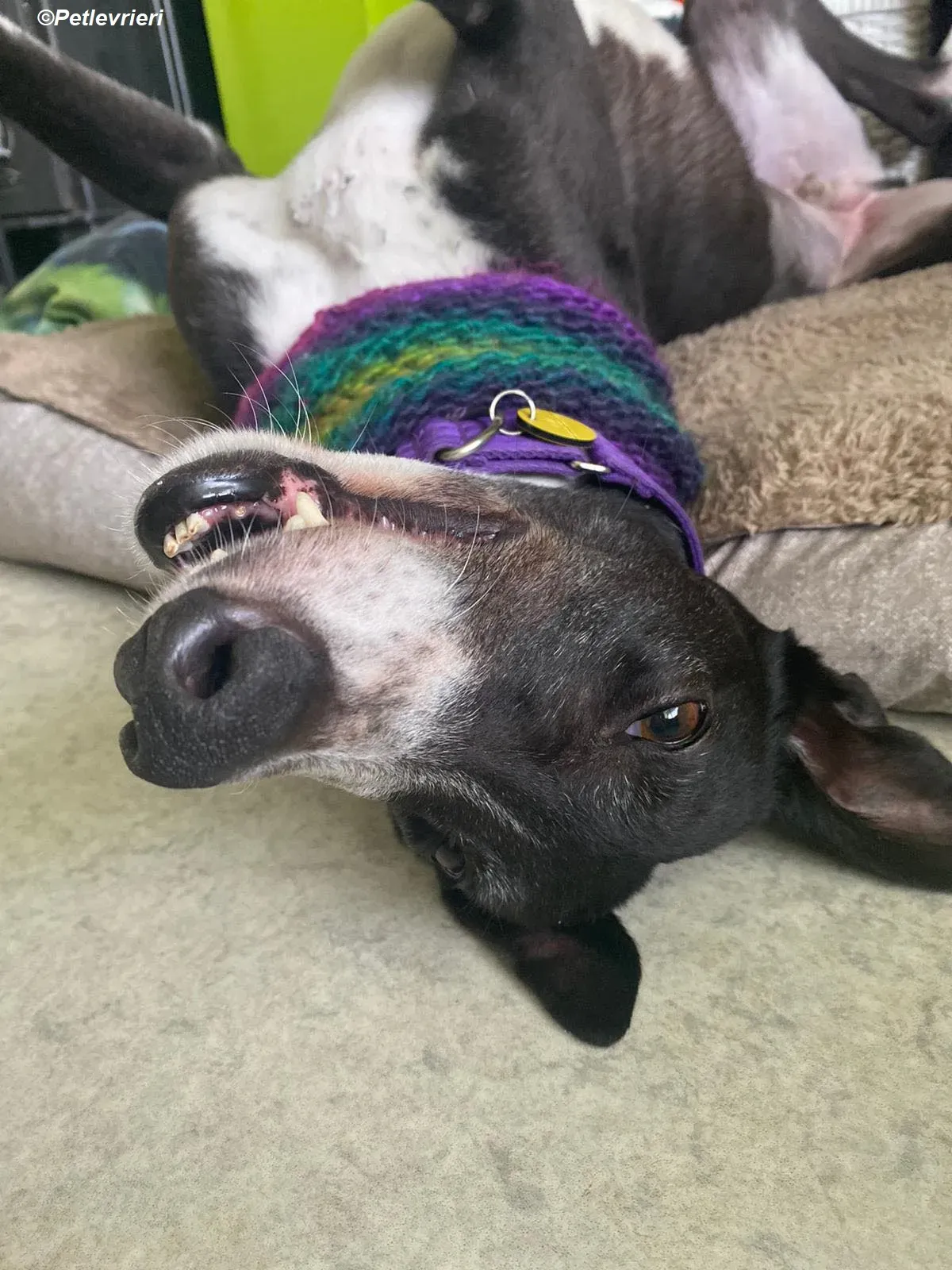 Homer adozione levrieri greyhound 34