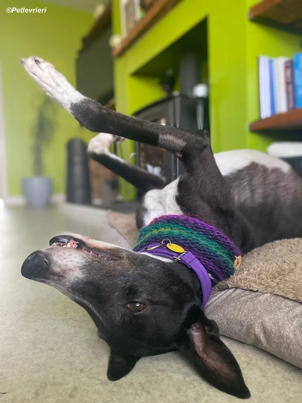 Homer adozione levrieri greyhound 35