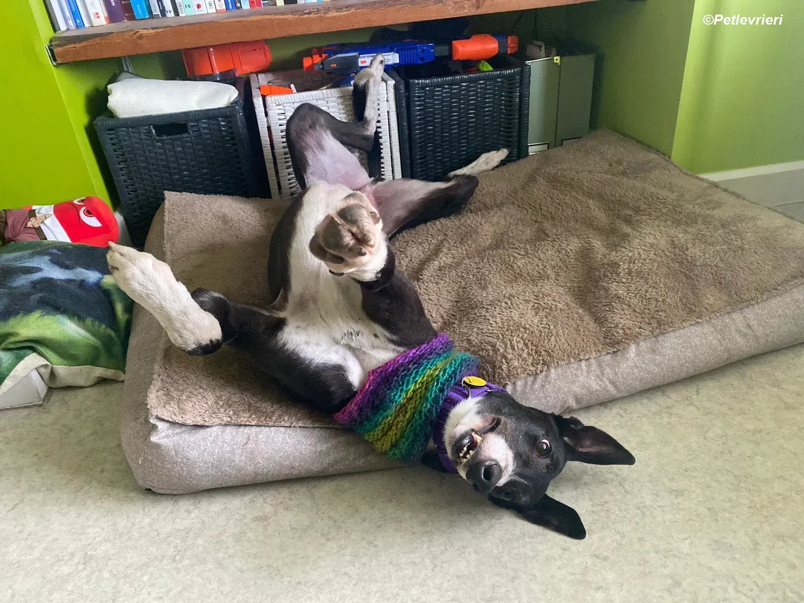 Homer adozione levrieri greyhound 36