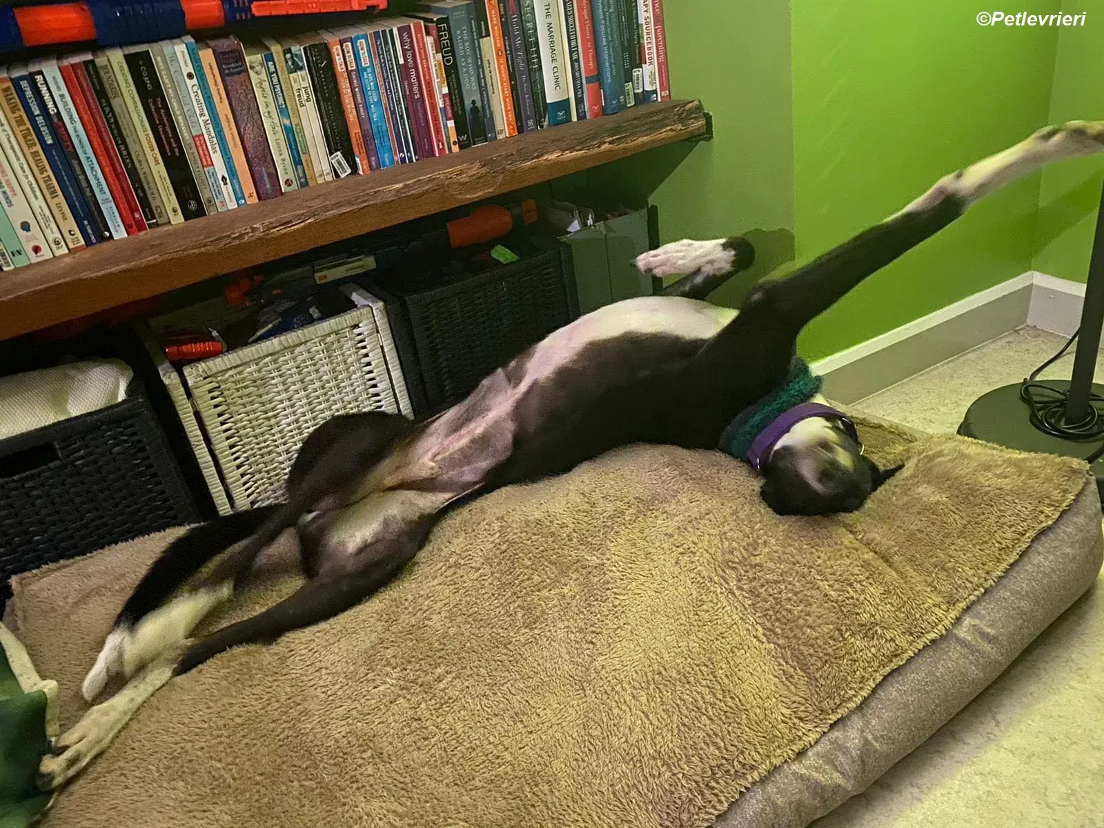 Homer adozione levrieri greyhound 37