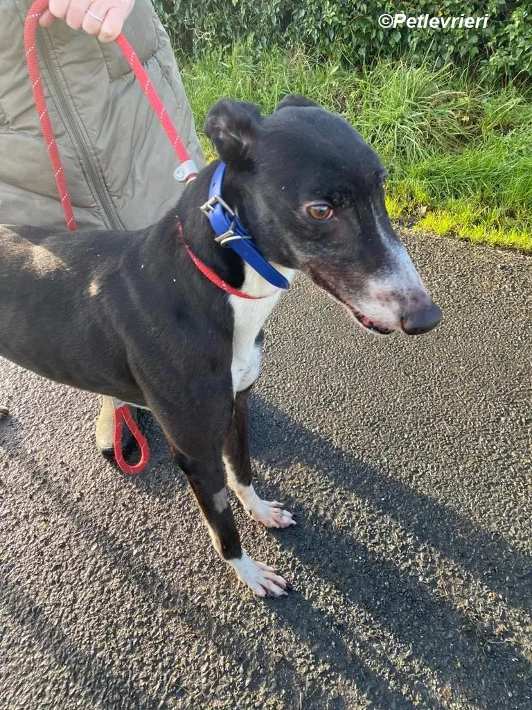 Homer adozione levrieri greyhound 4