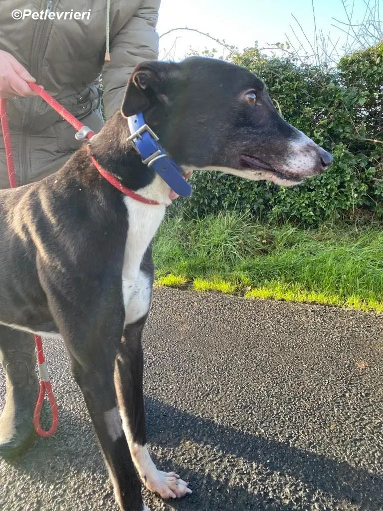 Homer adozione levrieri greyhound 5