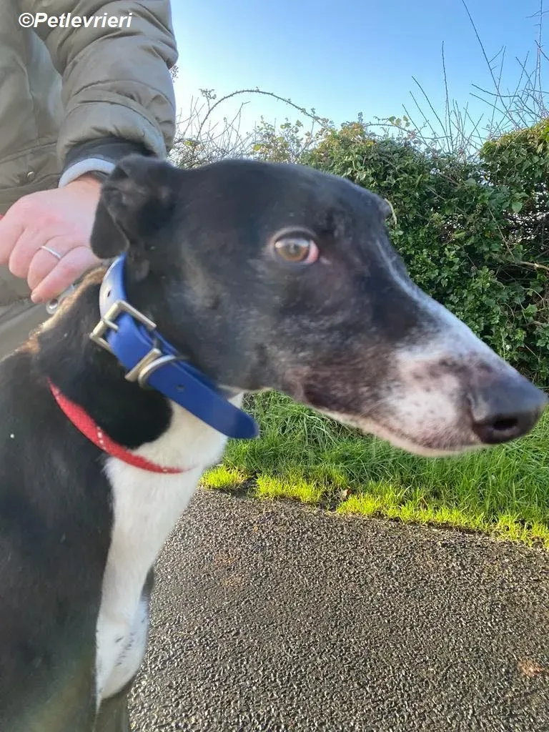 Homer adozione levrieri greyhound 6