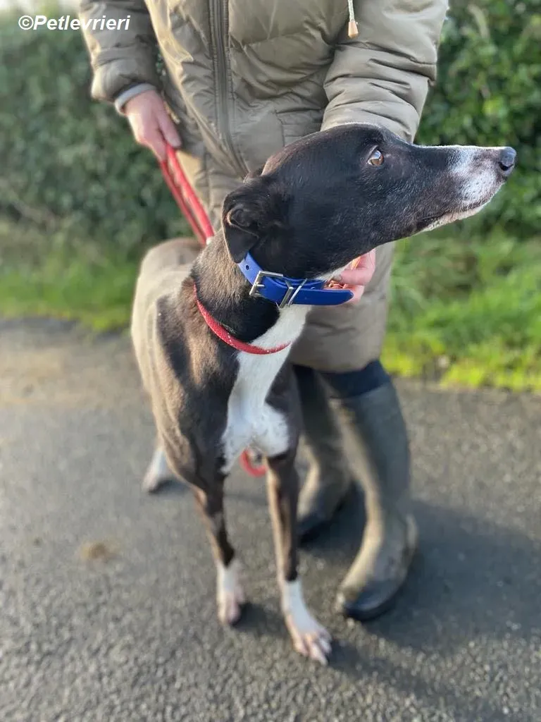 Homer adozione levrieri greyhound 7