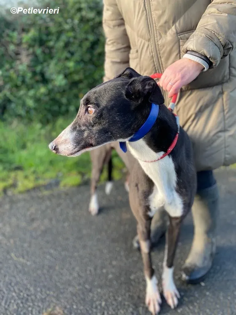 Homer adozione levrieri greyhound 9