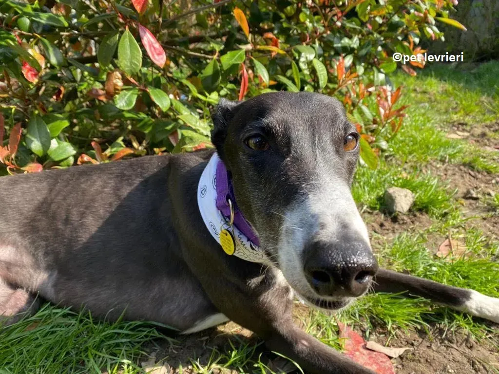 Homer adozione levriero greyhound1