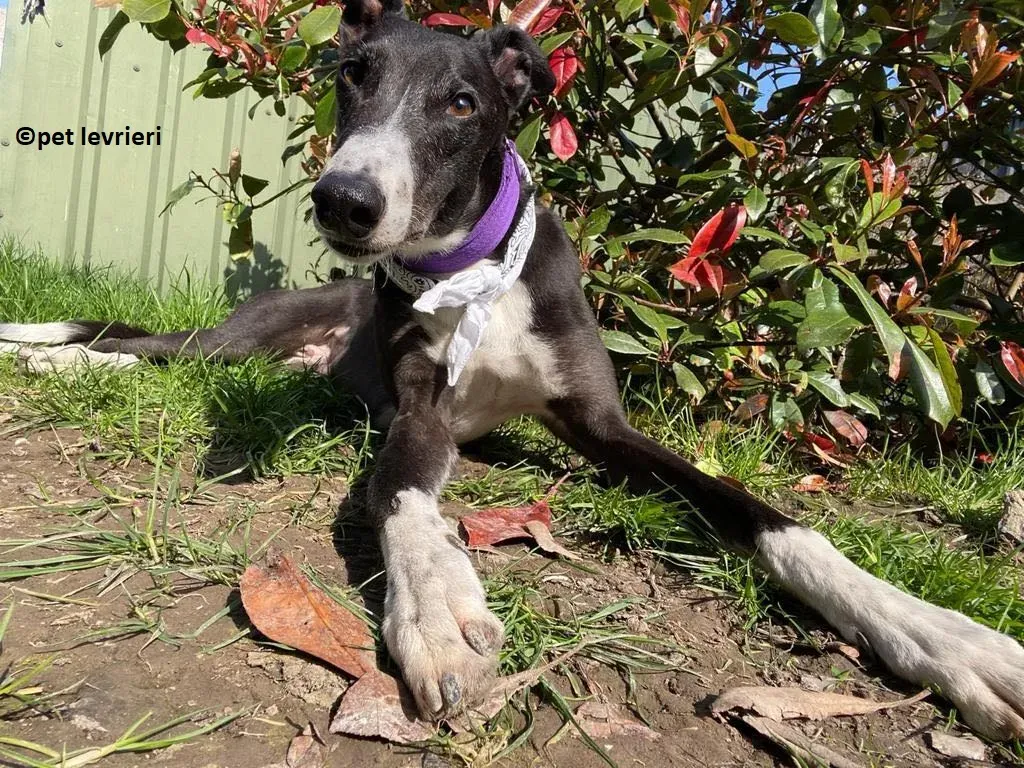 Homer adozione levriero greyhound10