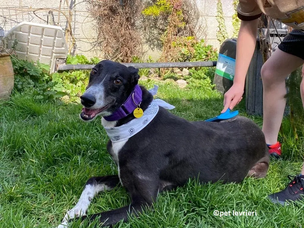 Homer adozione levriero greyhound2