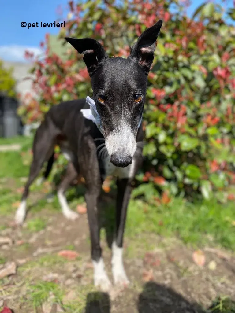 Homer adozione levriero greyhound3