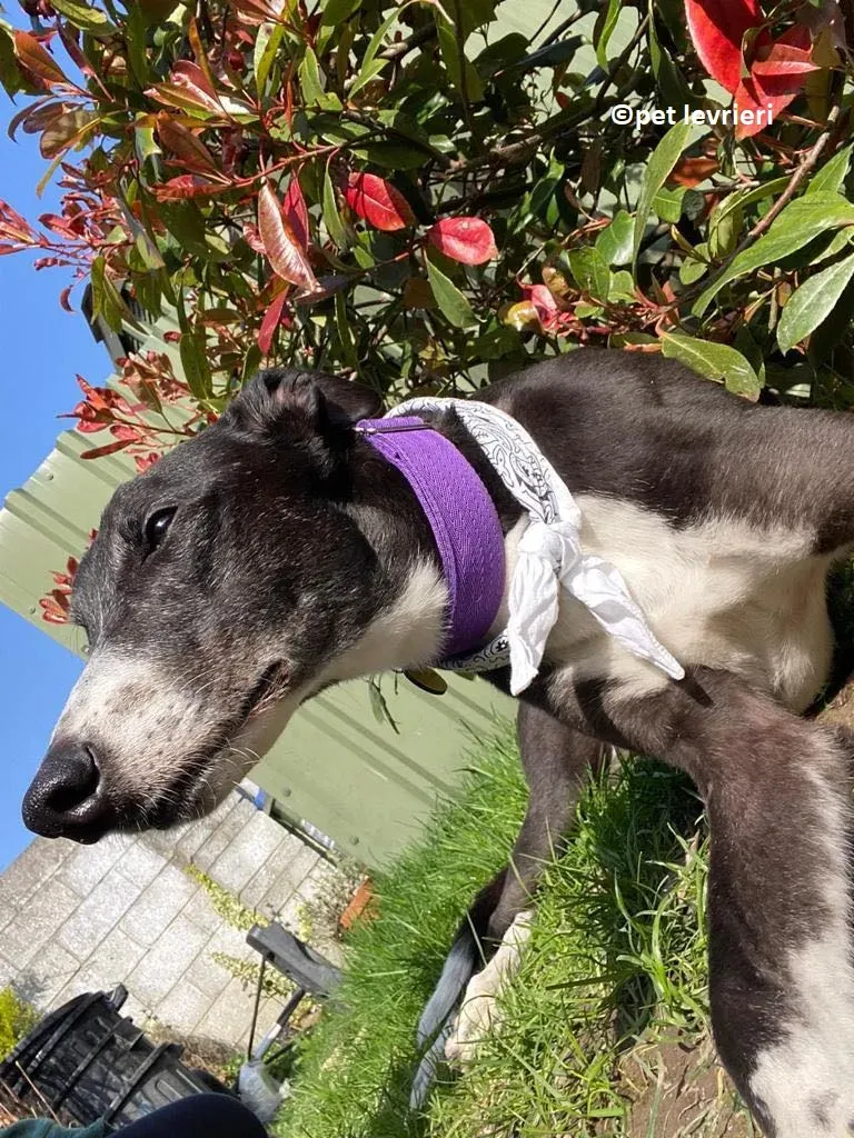 Homer adozione levriero greyhound4