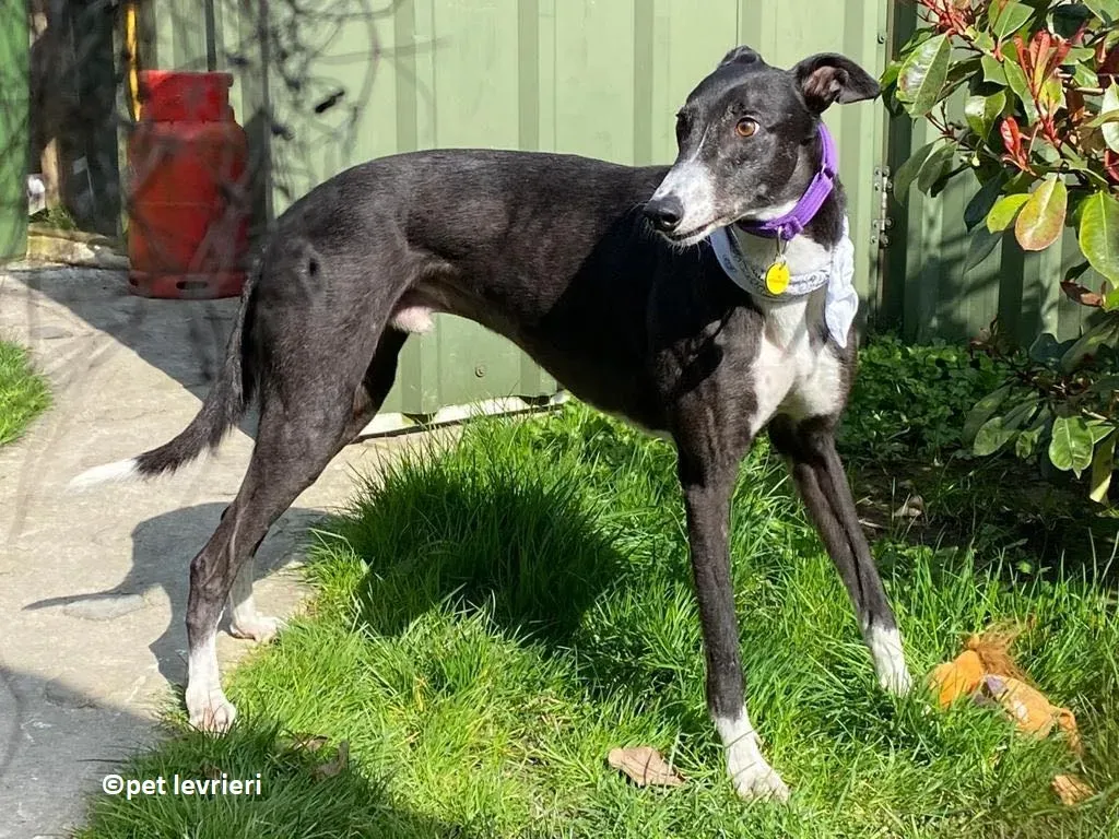 Homer adozione levriero greyhound5