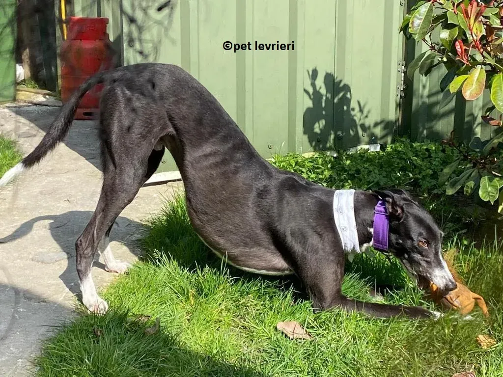 Homer adozione levriero greyhound6