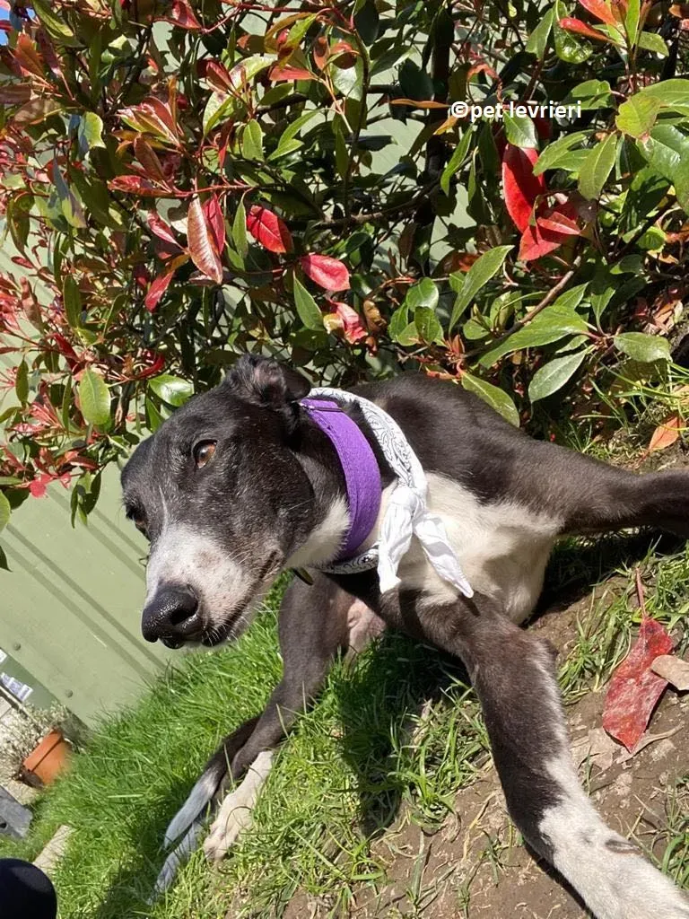 Homer adozione levriero greyhound7