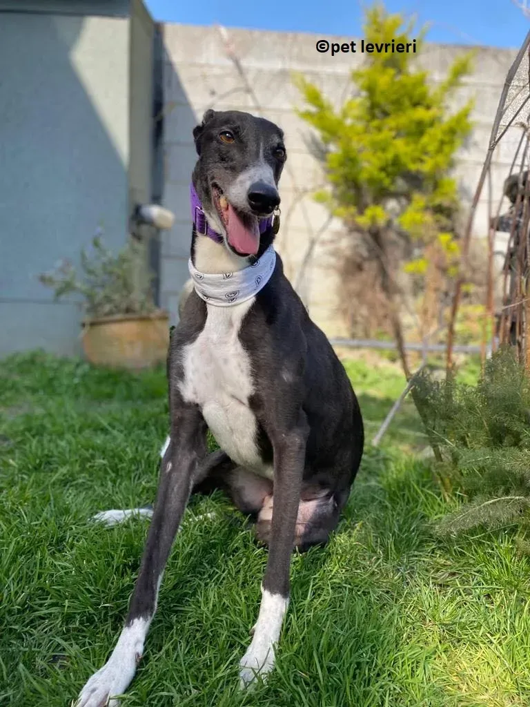 Homer adozione levriero greyhound8