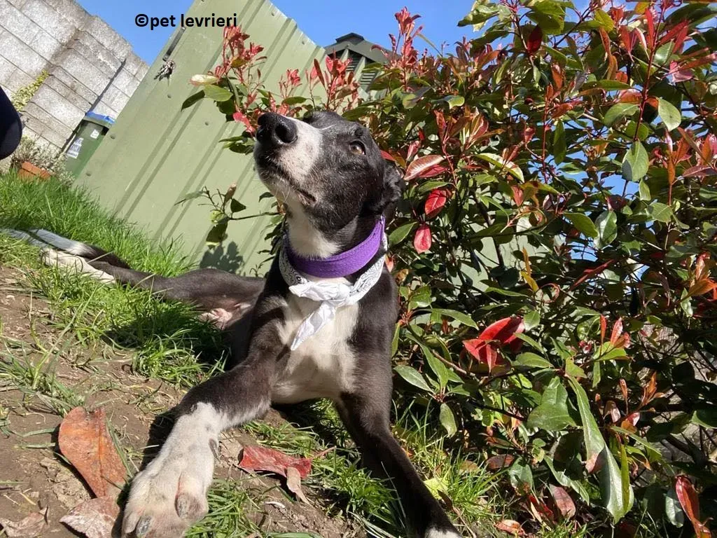Homer adozione levriero greyhound9
