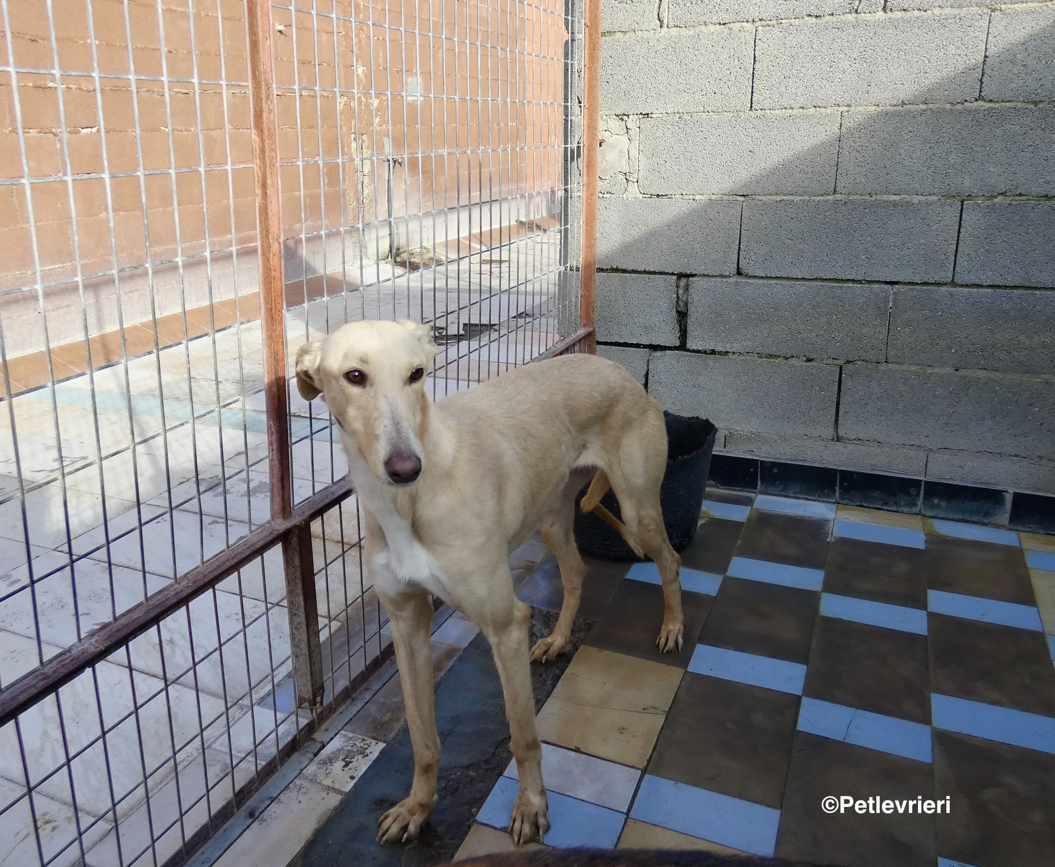 Honey adozione levrieri galgo 17