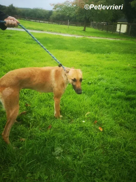 Hope adozione levrieri greyhound 10