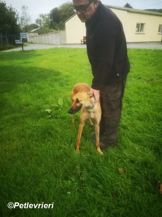 Hope adozione levrieri greyhound 11